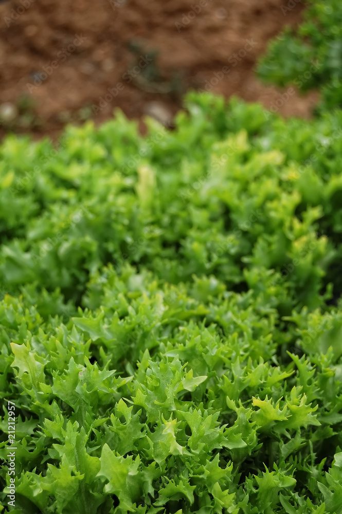 Lettuce detail Lettuce detail