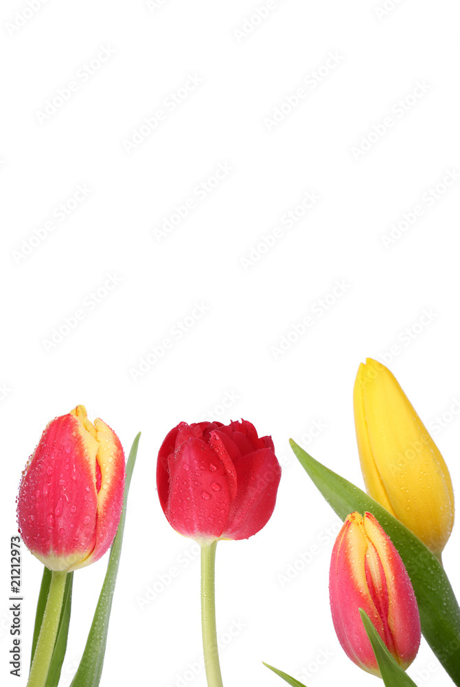 Naklejka premium Tulpen