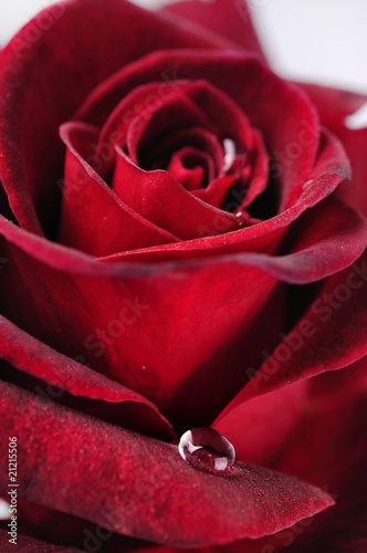 Red rose with rain drops, macro