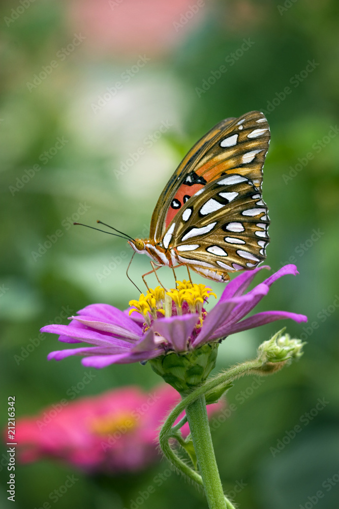 Beautiful Monarch butterfly sitting on top of pink Zinnia Beautiful Monarch butterfly sitting on top of pink Zinnia