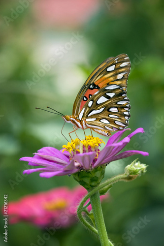 Beautiful Monarch butterfly sitting on top of pink Zinnia