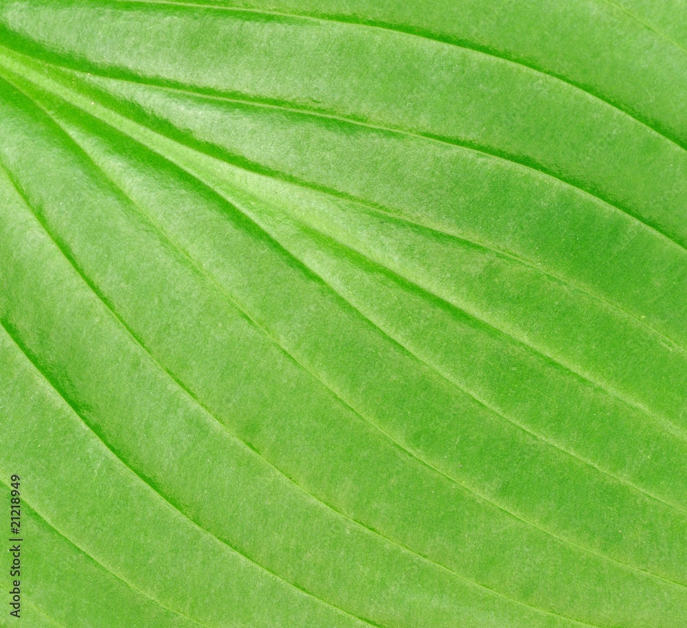 Green leaf texture . Green leaf texture .