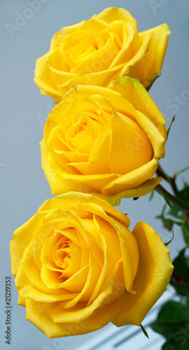 Yellow roses