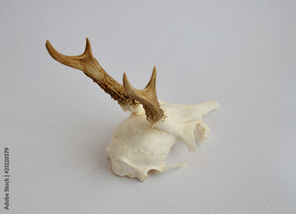 jagd - geweih jagd - geweih