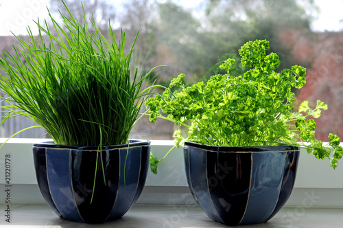 Two fresh herbs pots (chives and parsley) on a window sill.