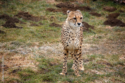 Cheetah standing alone photo