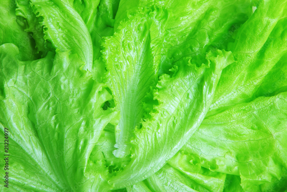Lettuce Lettuce