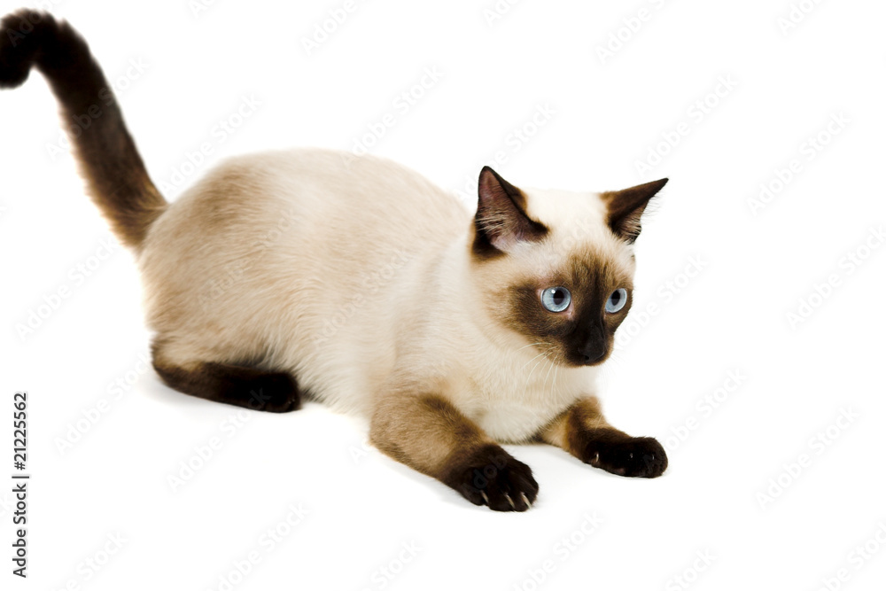 Siamese cat Siamese cat