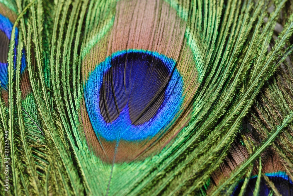 Obraz premium Peacock feather