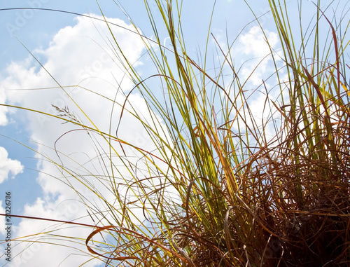 Looking at a sky with clouds through grass