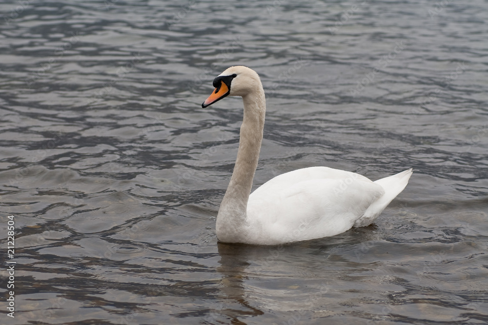 cigno cigno