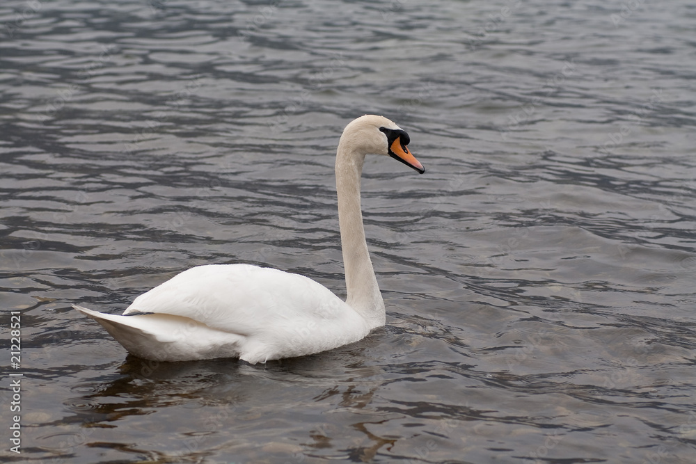 cigno cigno