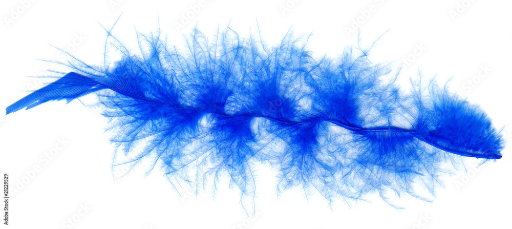 Fototapeta premium blue feather isolated on white