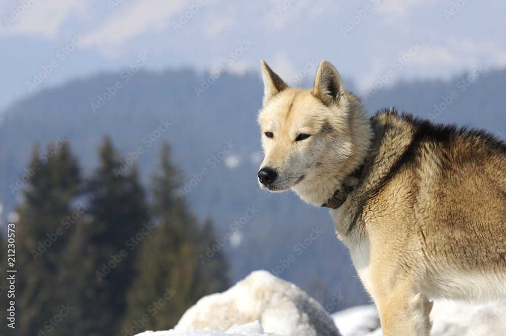 Fototapeta premium le roi des neiges