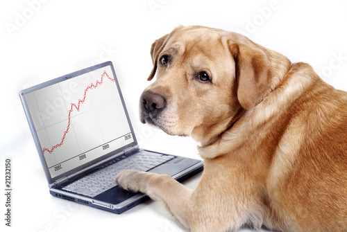 Labrador work on computer and looking graphic