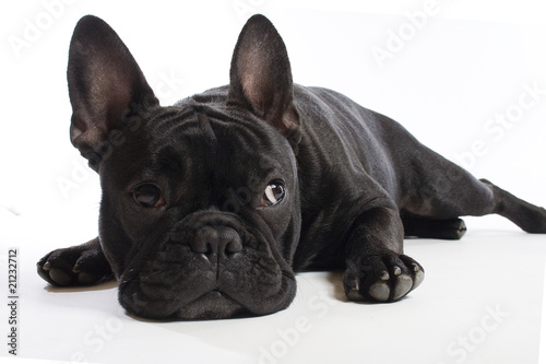 bulldogge photo
