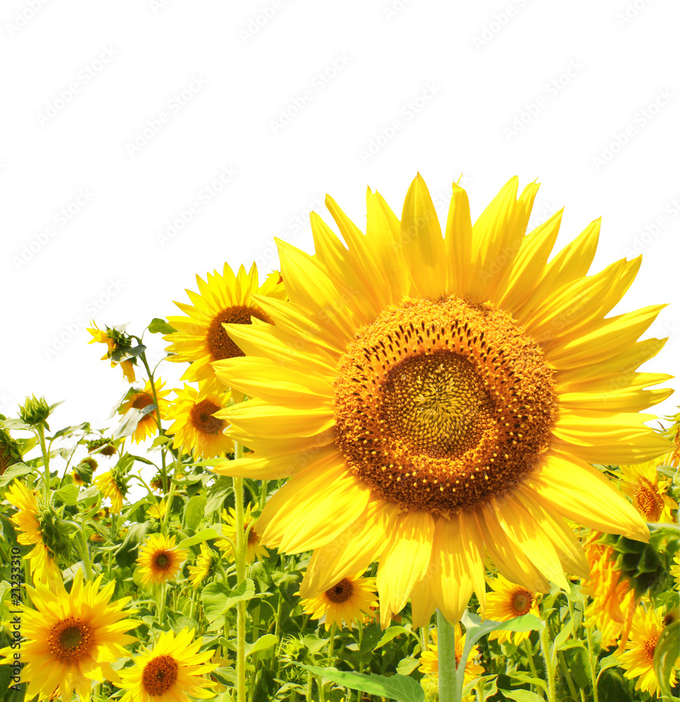 Obraz premium Sunflowers