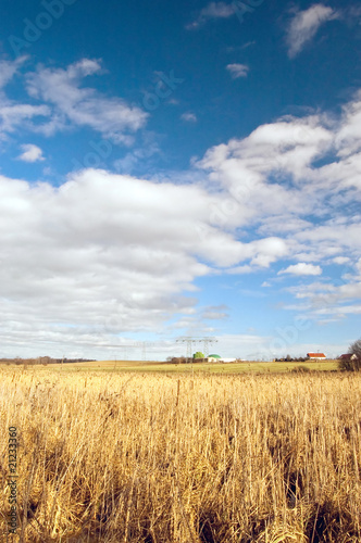 Gelbes Schilf und wei  e Wolken mit blauem Himmel