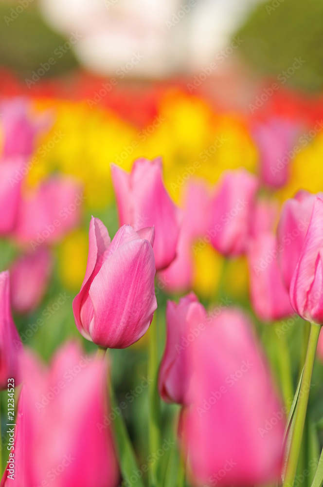 Fototapeta premium チューリップ