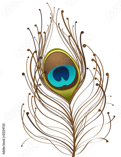 peackok feather