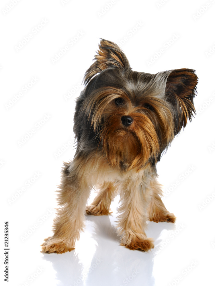 Yorkshire terrier Yorkshire terrier