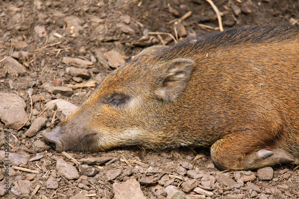 Wild boar piglet sleeping