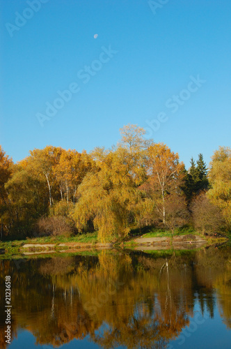 Yellow trees with lake and reflection of the blue sky