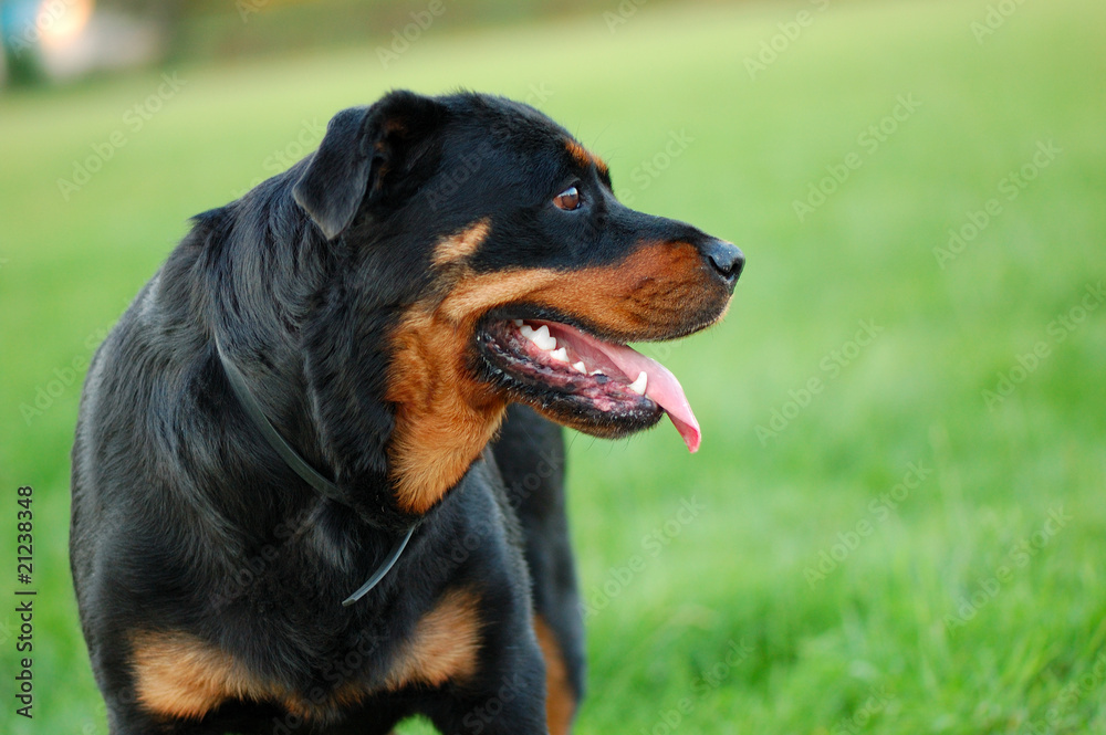 portrait of Rottweiler dog portrait of Rottweiler dog