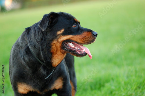 portrait of Rottweiler dog