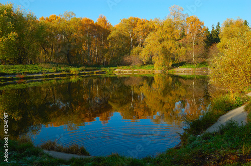 Yellow trees with lake and reflection of the blue sky