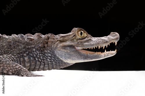 closeup alligator on the black background
