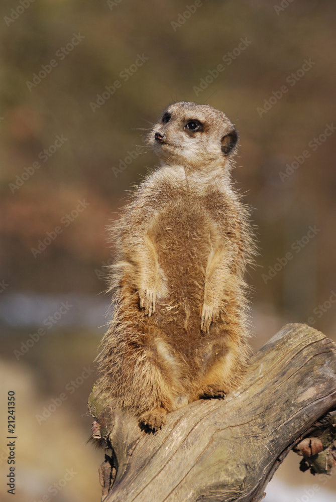 Erdmännchen Erdmännchen
