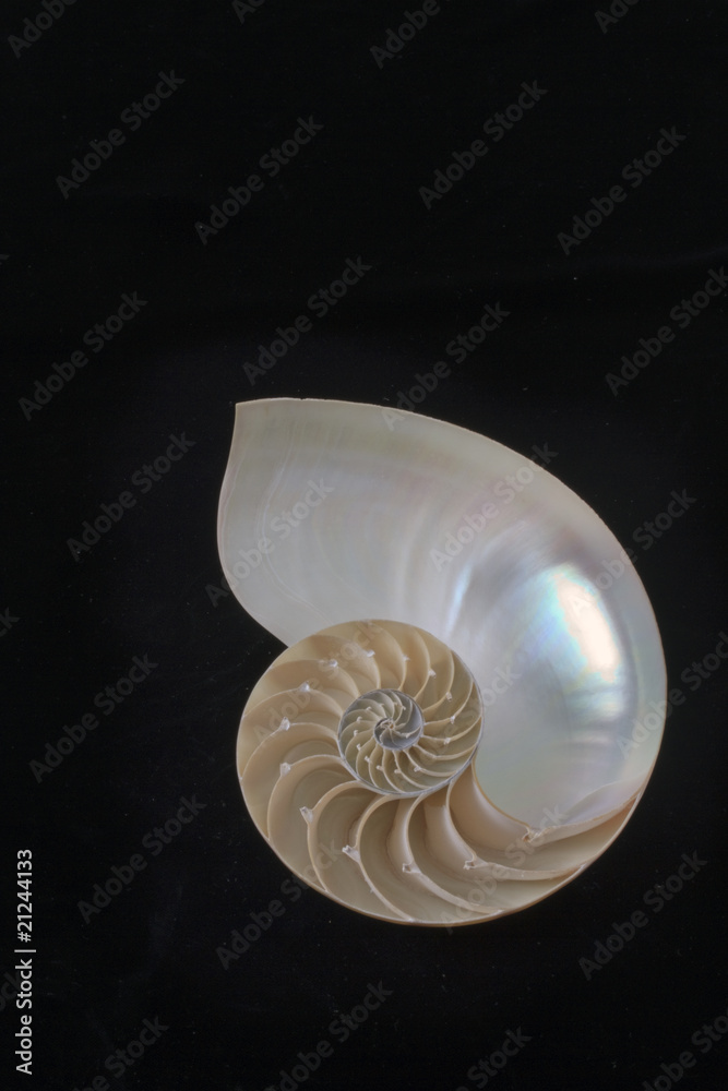 Fototapeta premium Nautilus Shell