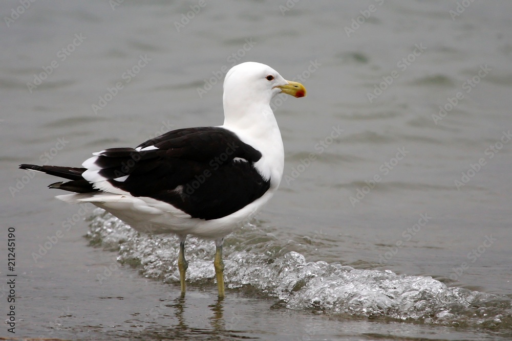 Kelp Seagull