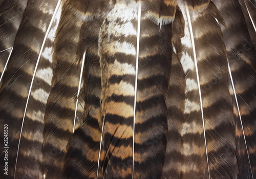Photography Hawk tail feather texture detail.