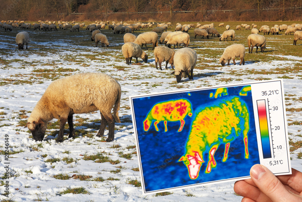 Fototapeta premium thermography of grasing sheep in winter