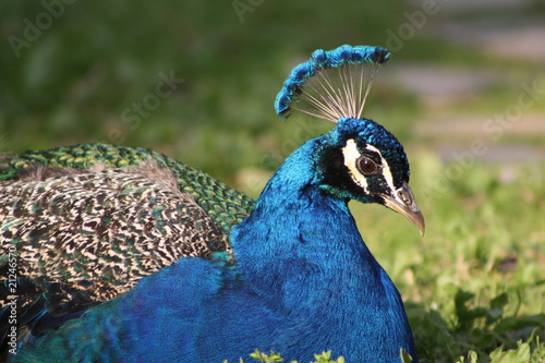 pavo