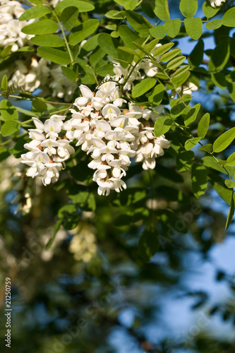 Flowers of White Acacia