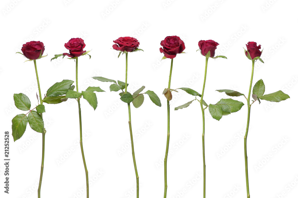 Set of six red rose