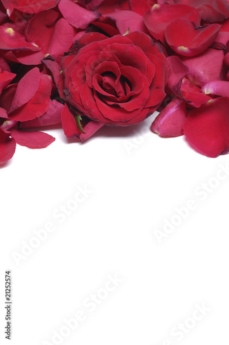 Border of Red Rose with Petals