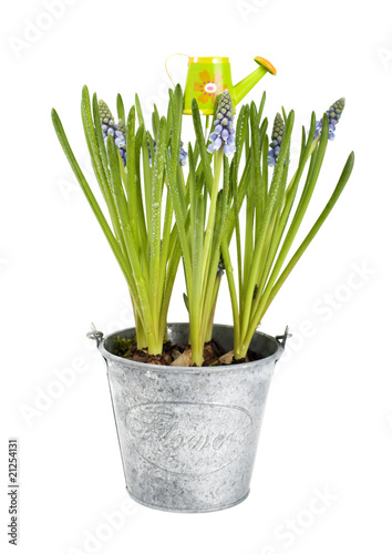 Flower muscari on white background