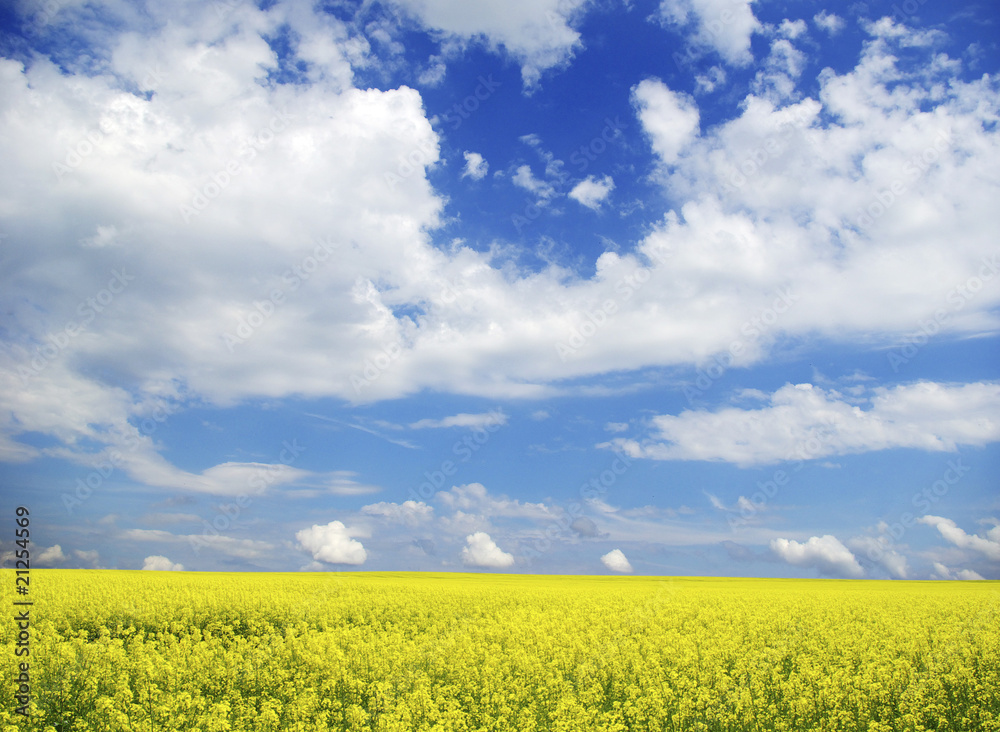 rape field rape field