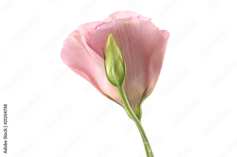 Balloon Flower isolated