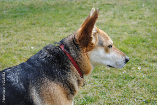 cane photo