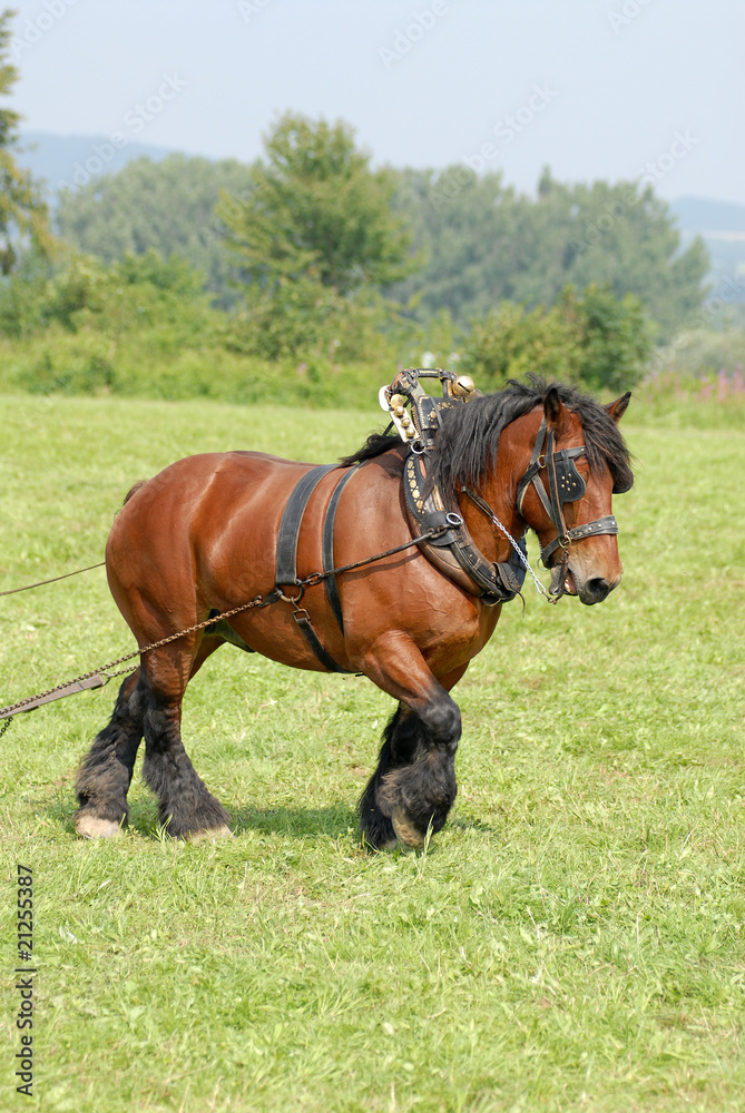 Holzrücken, Pferd, Kaltblut