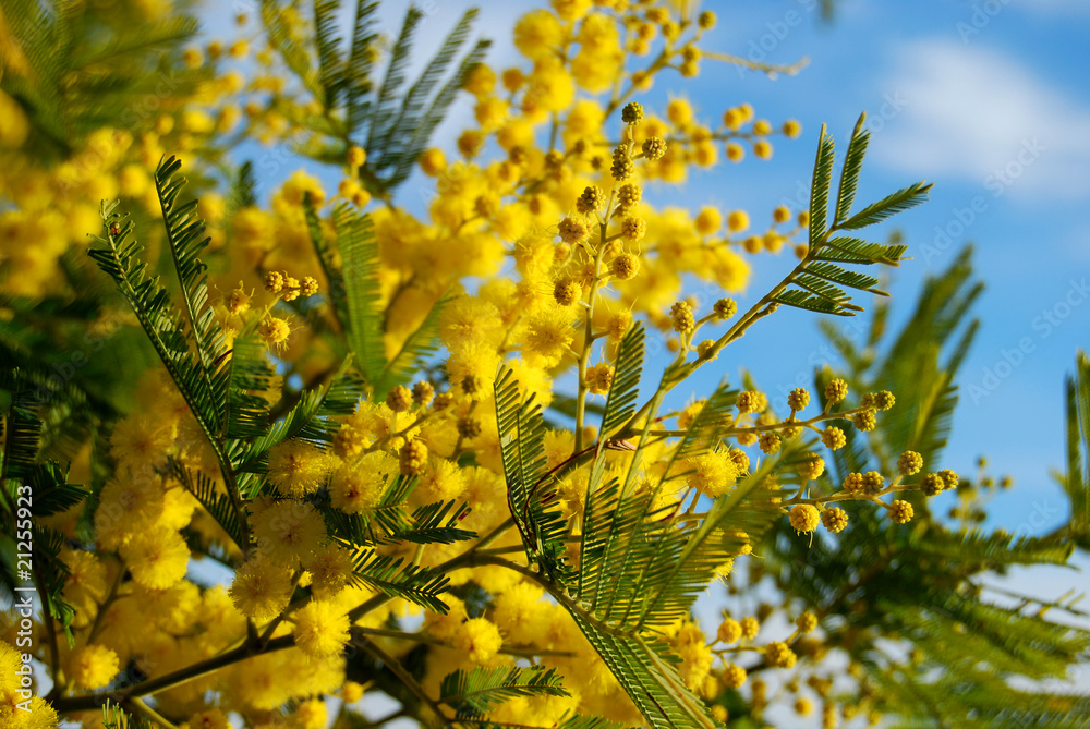 Mimosa e cielo