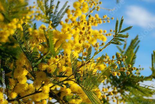 Obraz na płótnie Mimosa e cielo w salonie