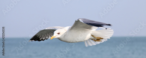 Seagull are flying flock and look in the water the fish