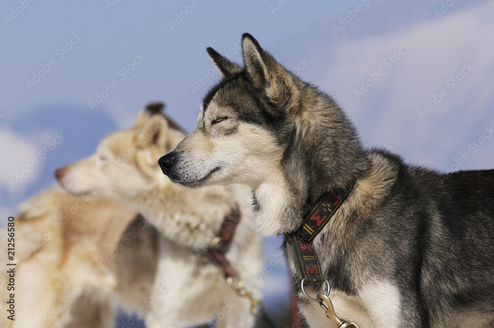 Fototapeta premium chiens du froid