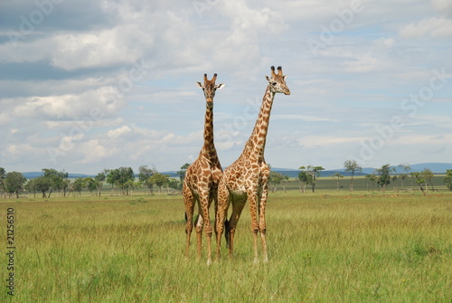 Fototapeta Naklejka Na Ścianę i Meble -  giraffe del National Park Masai Mara